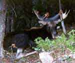 Bull moose successful hunting photo